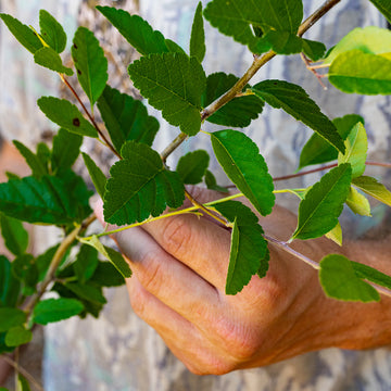 Close up of southern crabapple leaves.